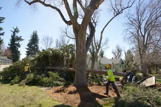 Removing a Tree From Your Yard: Something to Consider