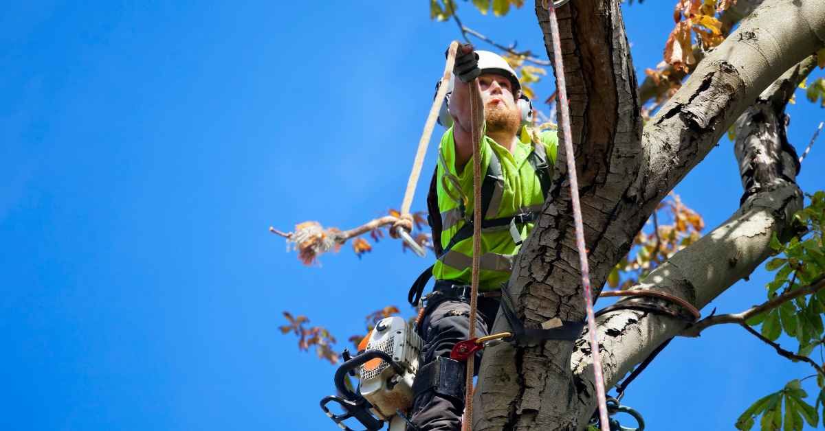 Unlocking the Hidden Benefits of Comprehensive Tree Care